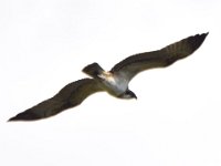 Fischadler (Pandion haliaetus) 38
